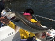 シーマジカル 釣果