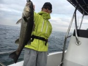 シーマジカル 釣果