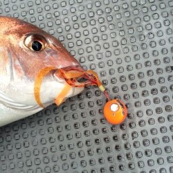 さんさん丸 釣果