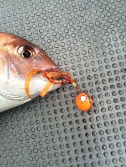 さんさん丸 釣果