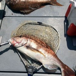 さんさん丸 釣果