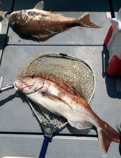 さんさん丸 釣果