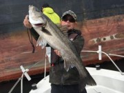 シーマジカル 釣果