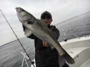 シーマジカル 釣果