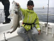 シーマジカル 釣果