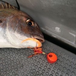 さんさん丸 釣果