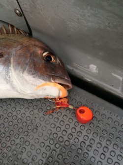 さんさん丸 釣果