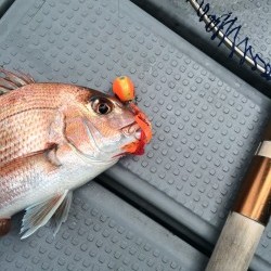 さんさん丸 釣果