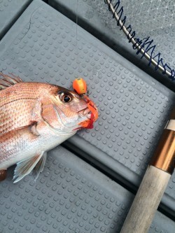 さんさん丸 釣果