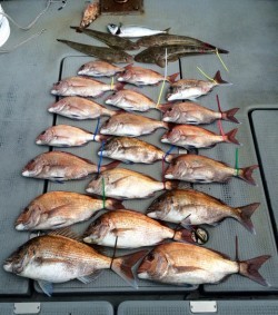 さんさん丸 釣果