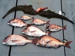 さんさん丸 釣果