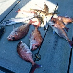 さんさん丸 釣果