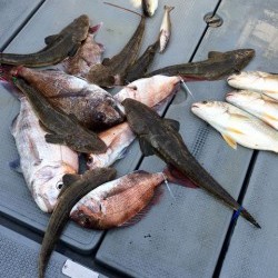 さんさん丸 釣果