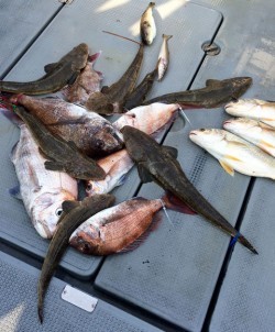 さんさん丸 釣果