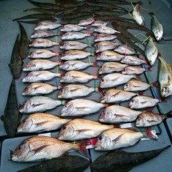 さんさん丸 釣果