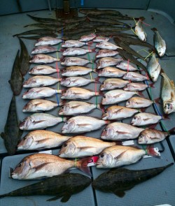 さんさん丸 釣果