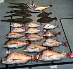 さんさん丸 釣果