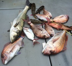 さんさん丸 釣果