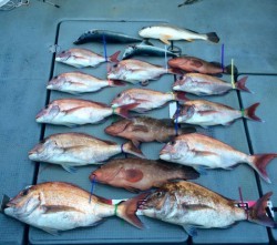 さんさん丸 釣果