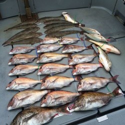 さんさん丸 釣果