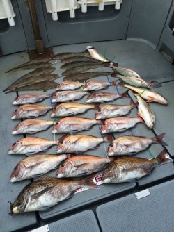 さんさん丸 釣果