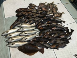 ふじしめ丸 釣果