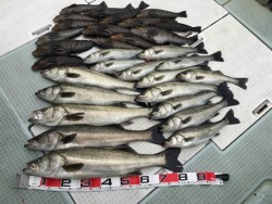 ふじしめ丸 釣果