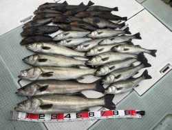 ふじしめ丸 釣果