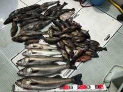 ふじしめ丸 釣果