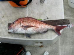 鯛多ニック 釣果