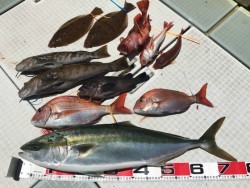 ふじしめ丸 釣果