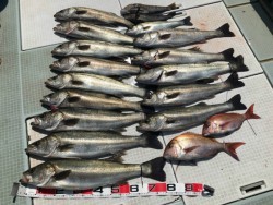 ふじしめ丸 釣果