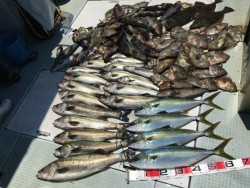 ふじしめ丸 釣果
