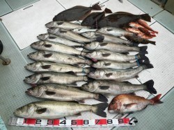 ふじしめ丸 釣果