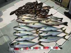 ふじしめ丸 釣果