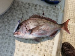 鯛多ニック 釣果
