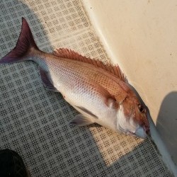 鯛多ニック 釣果