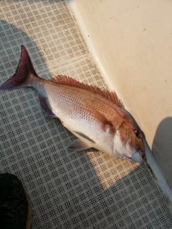 鯛多ニック 釣果