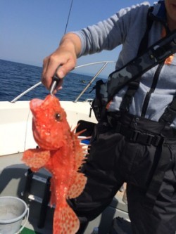 Blue.win 海人丸 釣果