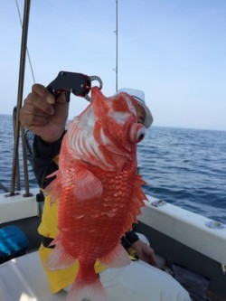 Blue.win 海人丸 釣果