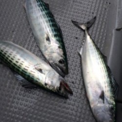 Blue.win 海人丸 釣果