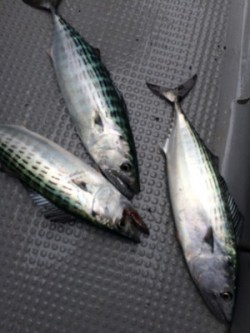 Blue.win 海人丸 釣果