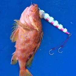 Blue.win 海人丸 釣果