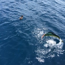 Blue.win 海人丸 釣果