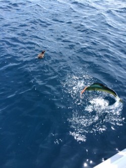 Blue.win 海人丸 釣果