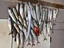 浜栄丸 釣果