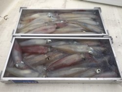 「LaGooN」蒼陽丸 日和号　 釣果