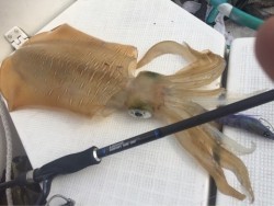 「LaGooN」蒼陽丸 日和号 釣果