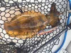 「LaGooN」蒼陽丸 日和号 釣果