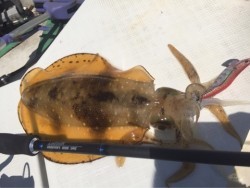 「LaGooN」蒼陽丸 日和号　 釣果